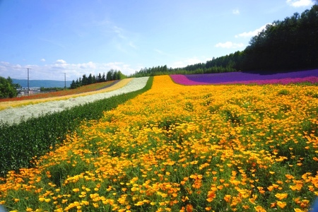 2012-7-25 富良野 068.jpg